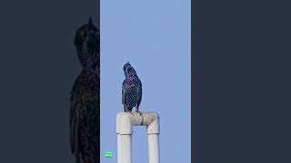 Common Starling Call Song  Birds  India [upl. by Leila205]