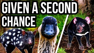 5 Animals That Have Been Reintroduced Into Their Former Ranges [upl. by Elocal]