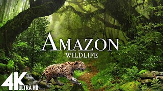 Amazon 4k  The World’s Largest Tropical Rainforest  Relaxation Film with Calming Music [upl. by Freya]