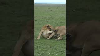 Lions battling for dominance [upl. by Anissej]