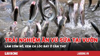 Trải nghiệm ăn vú sữa tại vườn làm cốm nổ xem cá lóc bay ở Cần Thơ Báo Lao Động [upl. by Nnazil]