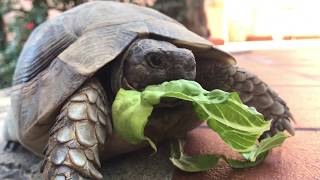 Schildkröten Besuch am Ferienhaus 1151 ENTDECKE SARDINIEN [upl. by Akeemahs481]