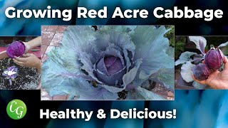 How To Grow Red Cabbages  Red Acre Cabbage Growing Guide [upl. by Macguiness]