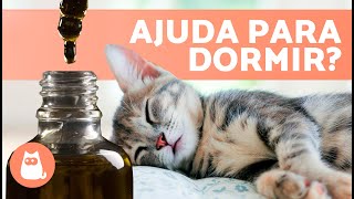 Como fazer um GATO dormir em 10 segundos 🐱💤  5 truques para fazer um gato adormecer rapidamente ✅ [upl. by Segal]