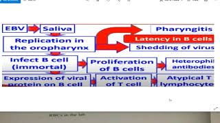 microbiology  ebv and mumps virus [upl. by Cass]