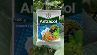 Antracol Fungicide Bayer  Antracol बुरशीनाशक संपूर्ण माहिती  वापर डोस उपयोग आणि फायदे agriculture [upl. by Linden]