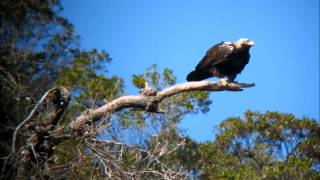 El águila imperial ibérica Aquila adalberti Parque nacional de Monfragüe [upl. by Akirre]