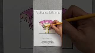 Tipos de papilas gustativas👅 papilasfoliadas papilasfungiformes papilascaliciformes odontologia [upl. by Orapma]