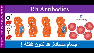 Lecture 72 Rh Antibodies [upl. by Ducan]