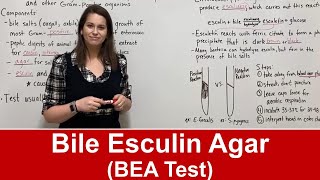 Bile Esculin Agar BEA Test [upl. by Yssac985]