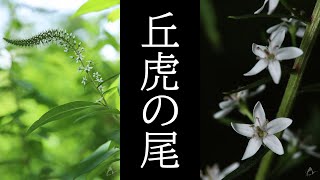 オカトラノオ Lysimachia clethroides [upl. by Wehtta453]