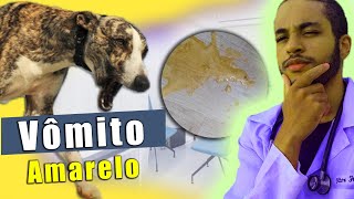 O que fazer quando o cachorro VOMITA AMARELO [upl. by Pike]