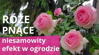 RÓŻE PNĄCE najpiękniej kwitnące i pachnące odmiany sposoby ich prowadzenia [upl. by Adnohsel405]