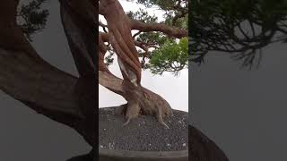 sinensis batang plintiran bonsai inpirasibonsai [upl. by Maximilianus]