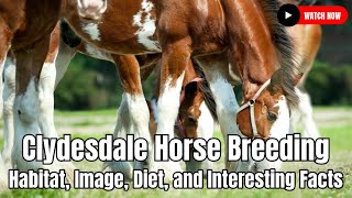 Clydesdale Horse Breeding  Habitat Image Diet and Interesting Facts Horse Breeding Part 2 [upl. by Agnimod]