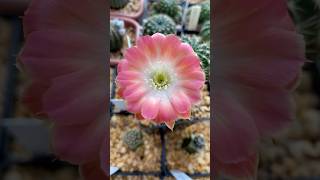 Lobivia tailandesa WS 199 P cactocomflor lobiviacactus lobivia cactus cactos [upl. by Argyres]