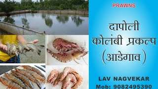 दापोली कोलंबी प्रकल्प आडेगाव  Prawns farming in maharashta [upl. by Haland]