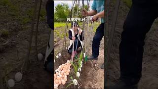 Why Are Chinese People Pressing Eggs Into Corn [upl. by Niltac]