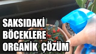 Unlu Bit Saksıdaki Sinekler Ve Beyaz Böcekler İle Başa Çıkmanın Yolu [upl. by Farhsa]