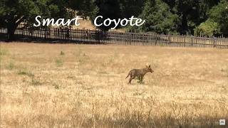 Smart Coyote walks into busy park to scratch its back and butt like a dog  wildlife coyote [upl. by Ogait]