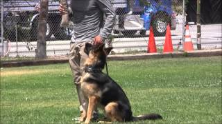 Wolfgang The Expert Dog Training Rex von der K9 Arena [upl. by Burt]