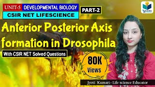 ANTERIORPOSTERIOR AXIS FORMATION IN DROSOPHILA PART2  CSIR NET DEVELOPMENTAL BIOLOGY [upl. by Tess]