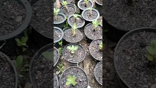 Adenium Desert Rose age 1 month garden grafting plants [upl. by Klecka]