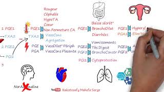 PROSTAGLANDINES [upl. by Hale]