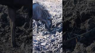 Wildebeest at Etosha National Park Namibia [upl. by Inami]