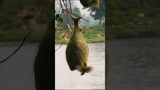 Weaver Making Nest 🕊️  Wildlife Photography  shorts wildlifephotography [upl. by Ainegul500]