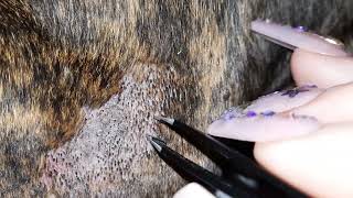 Clogged Hair Follicle Cleaning On Herc PLEASE SUBSCRIBE💜 [upl. by Weinberg576]