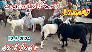 Sindhi Hotel Bakra Mandi Latest Update l 22 May 2024 l Sindhi Hotel Bakra Mandi l Bakra Mandi 2024 l [upl. by Lrigybab636]