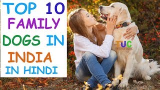 Top 10 Family Dogs in India In Hindi  Dog Facts  Popular Dogs  The Ultimate Channel [upl. by Marietta318]