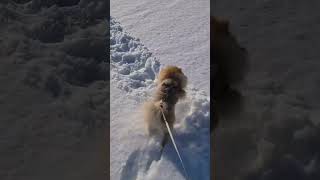 Pomeranian puppy running on snow ❄️11kviralshorts [upl. by Ramsay]