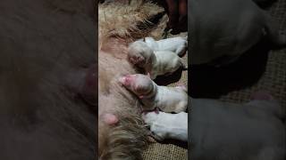 Lhasa Apso dog puppies🐕🐕comment like share subscribe dog doglover dogshorts puppy doglover [upl. by Jansson844]