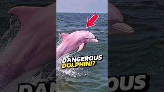 If You See A Pink Dolphin RUN IMMEDIATELY 😨 [upl. by Fates]