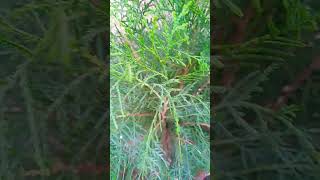 How to Grow and Care Thuja  Morpankhi Plant  How to propagate ThujaJhau from cutting shorts [upl. by Hattie]