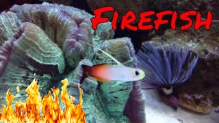 Firefish Care Guide [upl. by Ephraim448]