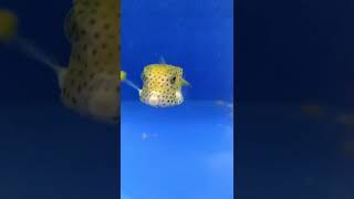 Cubicus Boxfish  Ostracion cubicus shorts liveaquaria [upl. by Dola662]