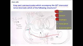 Distribution of some postganglionic sympathetic nerve fibers [upl. by Tray505]