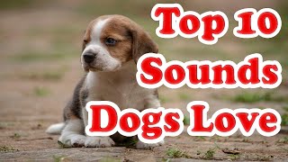 Top 10 Sounds DOGS LOVE shorts dogs puppies sounds [upl. by Herrera]