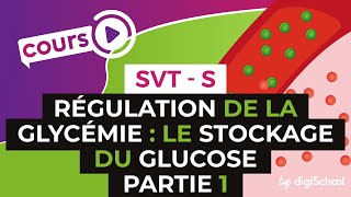 SVT BAC S  Régulation de la glycémie  le stockage du glucose PARTIE 1 [upl. by Reinertson]