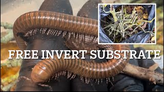 Keeping inverts how to make free substrate [upl. by Lewse390]