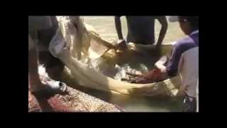 Common Carp Fish Breeding In Nepal [upl. by Julietta]