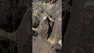 Petroglyph National Monument  newmexico petroglyphs travel [upl. by Emlynn]