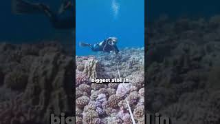 Diver talks through conducting coral transects in French Polynesia edtech conservation science [upl. by Kirwin724]