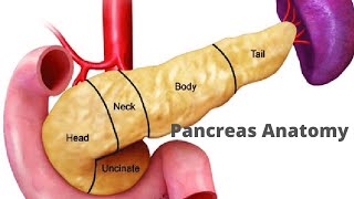 Pancreas anatomy fmge neetpg usmle [upl. by Uoliram]