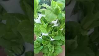 🔥 Aeroponic tower garden🔥shortvideo aeroponic towernagaland [upl. by Nesnej]