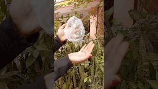 Transpiration scienceexperiment short viral yttrending [upl. by Namialus]