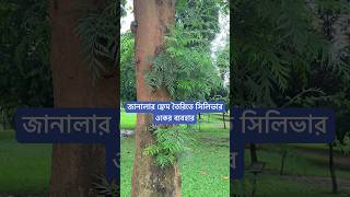 জানালার ফ্রেম তৈরিতে সিলভার ওকের ব্যবহার। [upl. by Edea]